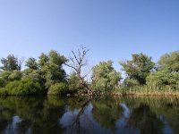 RO, Tulcea, Donau Delta 11, Saxifraga-Bart Vastenhouw